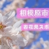 相模原でお花見するならここ!
