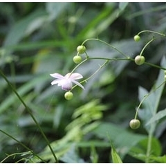 レンゲショウマが咲き始めました【県立東高根森林公園】