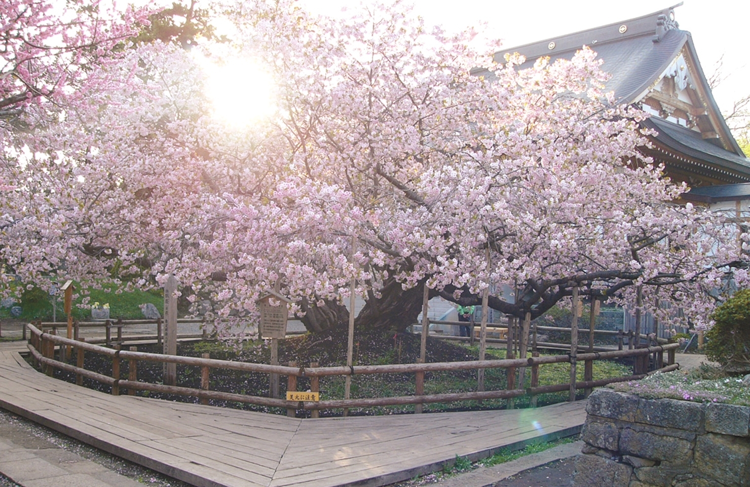 松前・血脈桜 （ケチミャクザクラ）