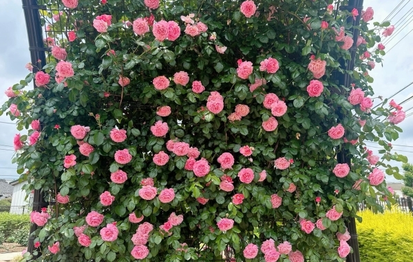5月はバラ三昧『奥戸ローズガーデン』の薔薇がキレイに咲いてます♪