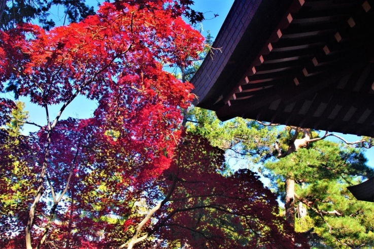 「生島足島神社の紅葉」