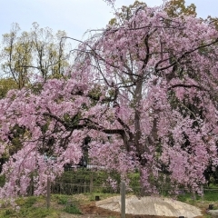 あおくすの庭 ゆっくり桜を楽しむための穴場スポットNo.13
