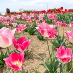 【2023年4月12日(水)撮影】チューリップ畑撮影&ポピー畑開花状況(埼玉県鴻巣市)