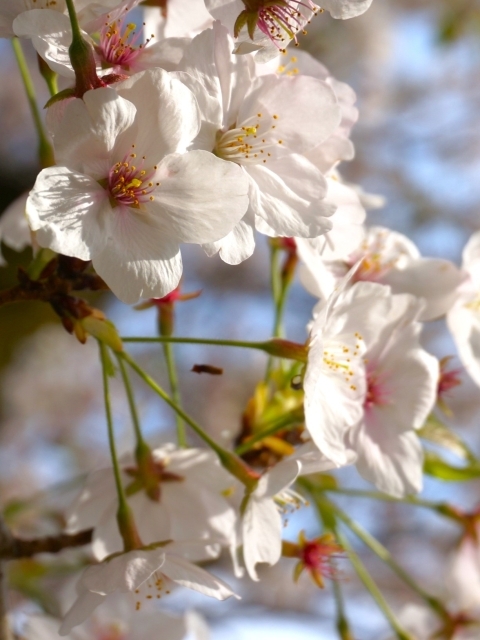 桜の花をアップで