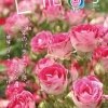 『広報いな』令和6年5月号を発行しました!
