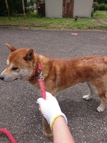 「迷い犬を保護しています【新居浜市役所環境保全課】」