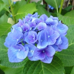 6月23日(金)あじさい便り 一昨日の雨の恵みでキレイに色づきました。