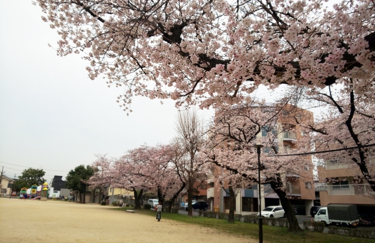 花長公園のさくらです～♪　などなど「春はワクワク♪　2023年は桜の開花が平年よりちょっと早め！？　地元でお花見、桜（さくら）スポット情報公開中！」