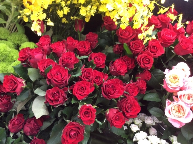 赤いバラ「今日、入荷の花たち　＜お花で免疫力アップ!!＞」