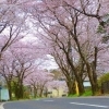 沖洲芸術村の桜並木|玉造地区