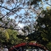 大阪市住吉区の桜スポット 5選