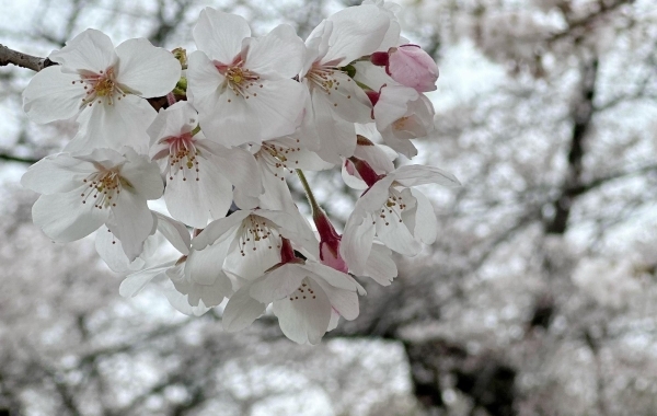 ぐるっと一周！葛飾区内のお花見スポット桜14選～東京葛飾で春の絶景を堪能～