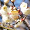 【相模原北公園の梅園】梅の開花状況♪