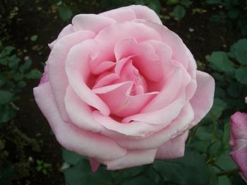 薔薇の花びらにも、フィボナッチ数列の「5」「8」を見出すことができます
