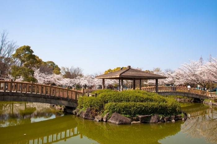 橋と桜