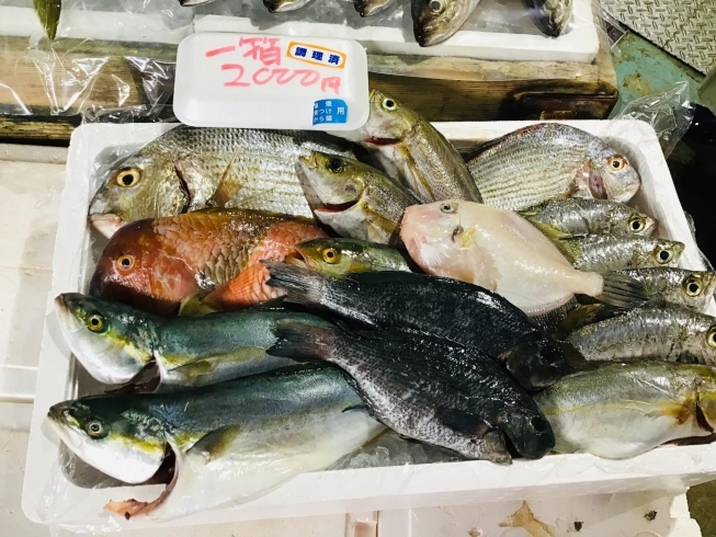 「魚魚市場鮮魚コーナーおすすめは「クロムツ・チコ鯛」です♪」