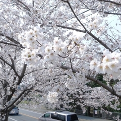 打上川治水緑地の桜