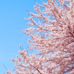 北区浮間の桜特集