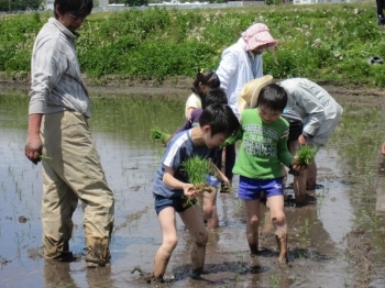 泥んこになって田植え体験しました。最初は気味悪がっていましたが、すぐに夢中に。