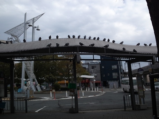 阪神電車出屋敷駅北側市バスの停留所の屋根で鳩たちの井戸端会議かな♪