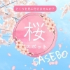 佐世保市・平戸市・佐々町・波佐見町・川棚町の花見スポット