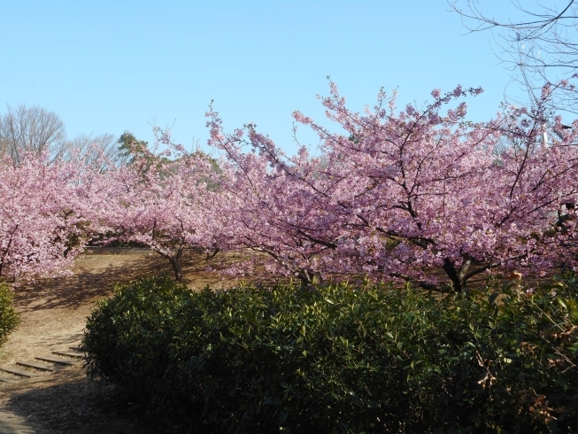 「茅ヶ崎公園の河津桜が満開です」
