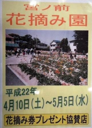 「花摘み園　5/5で閉園！！　＞＿＜」