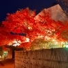 秋の夜長を楽しく♪葛飾柴又「山本亭・柴又公園ライトアップ」