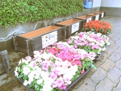 色とりどりの花の苗。<br>きれいに植えられるかな？