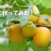 福山市田尻の杏農園に行ってみた! 【編集部が行ってみた vol.1】