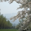 前田森林公園の桜