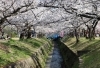 特集★交野市のお花見スポット