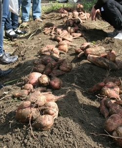 こんなにたくさん収穫！安納芋は形も皮の色も特徴的でした。
