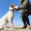松山市の「犬のしつけ教室」おすすめ6選!預けて安心な学べる教室♪