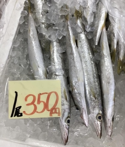 「魚魚市場鮮魚コーナーおすすめは「伊勢えび」です♪」