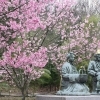 【越前市余川町】万葉の里味真野苑 ~万葉集の歌の舞台 恋のパワースポットの桜~