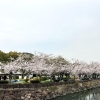 ■桜特集■【大分市・平和市民公園】