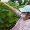【家族で大豆を育てようinなめがた(収穫)】が開催されました!