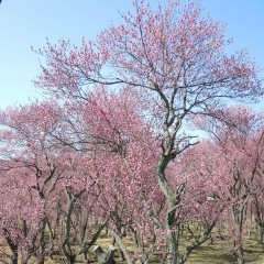 無線山の梅