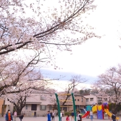 【横浜市港北区のお花見スポット】綱島西六丁目公園