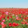 こうのす花まつり(2018/5/12(土)~20(日)開催)