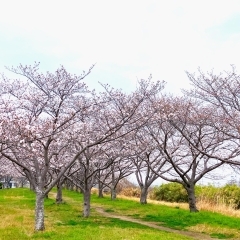 ■桜特集■【大分市 丹生川左岸】
