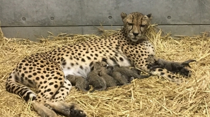 千葉市動物公園