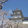 ■桜特集 2025■【兵庫県立明石公園】今年もやります!桜開花情報‼️明石駅より徒歩2分!明石城を中心とした都市公園で「桜名所100選」に選出されている桜の名所!
