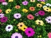 四季折々の花