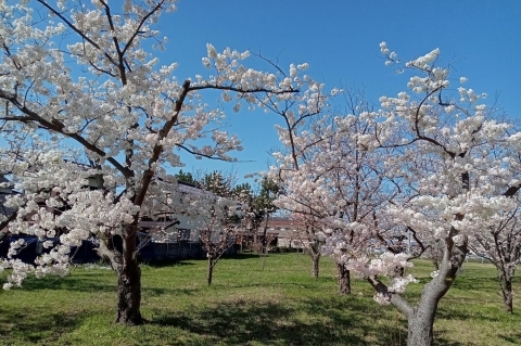 鳥取県米子市　皆生温泉「桜の園」
