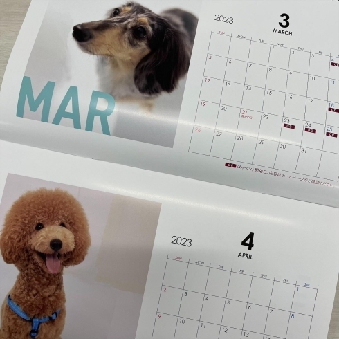 かわいいモデル犬がたくさん載ってます「できました！京都動物 モデル犬カレンダー 2023」