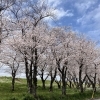 ■桜特集■【大分市・大分川河川敷桜並木】
