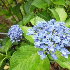 6月28日（水）あじさい便り　過ぎ行く時の中で