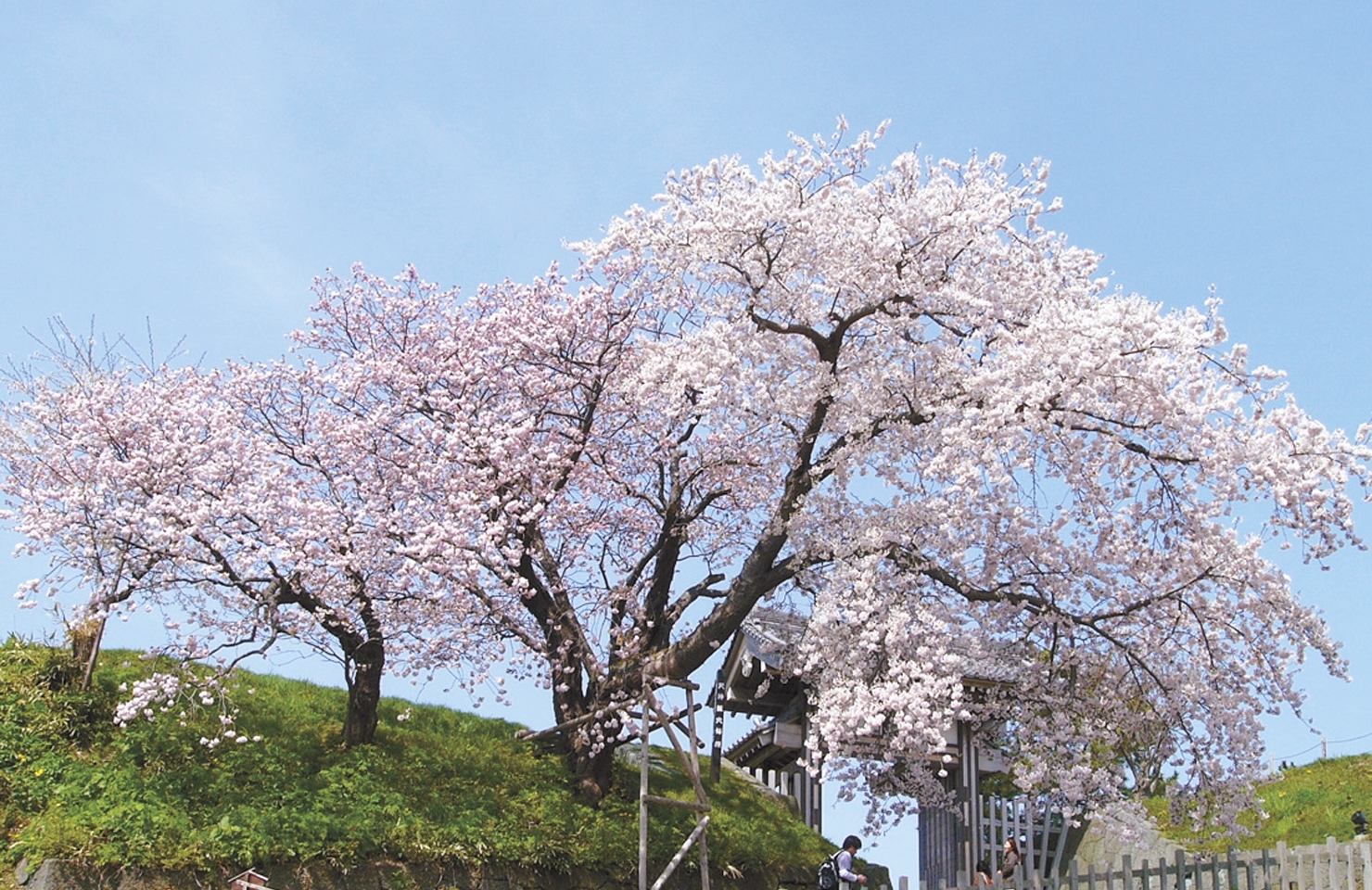 松前・夫婦桜 （メオトザクラ）